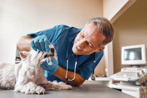 Best Emergency Tooth Extraction in Mount Ida, AR